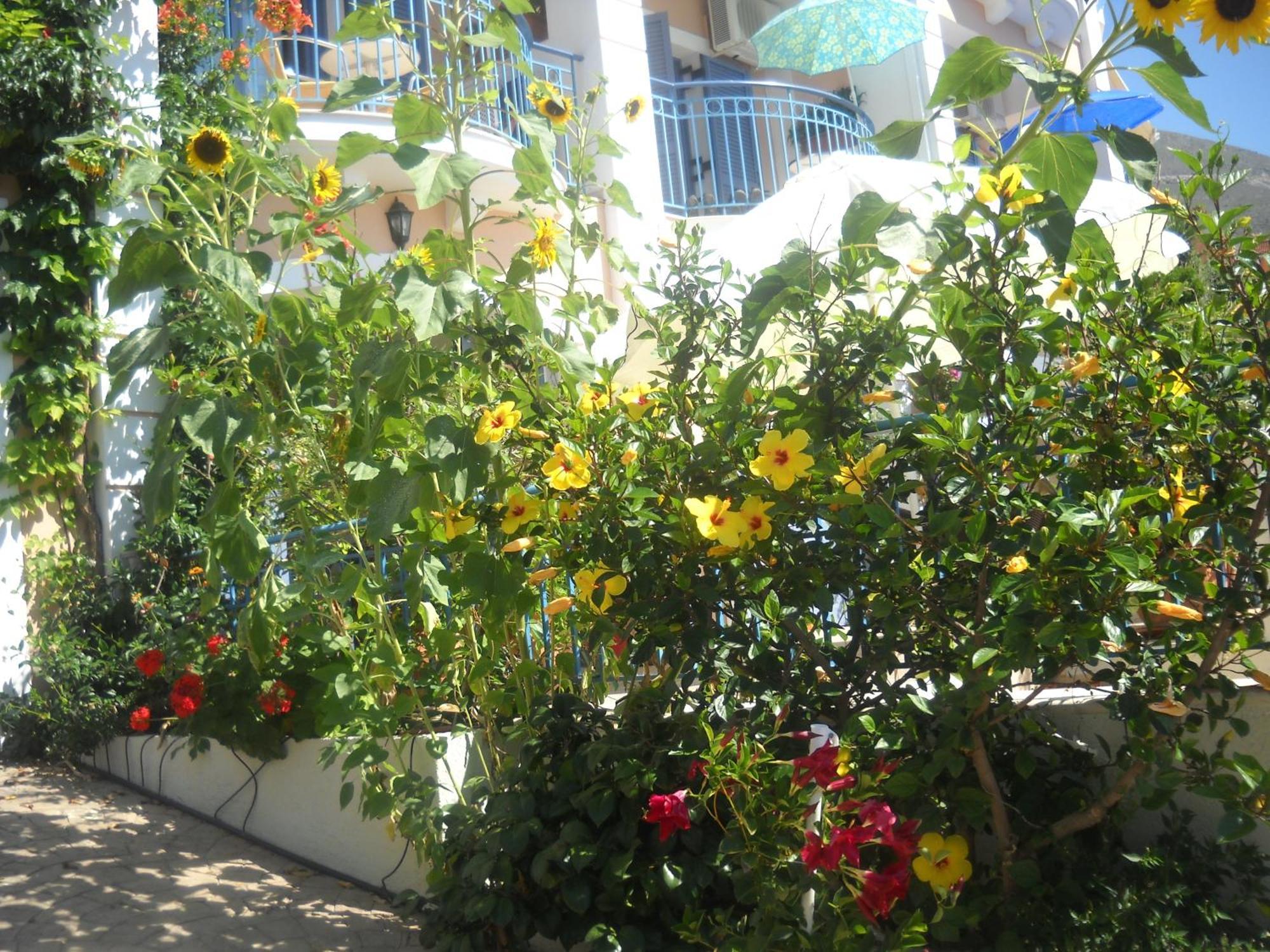 Olive Bay Hotel Agia Efimia Екстер'єр фото